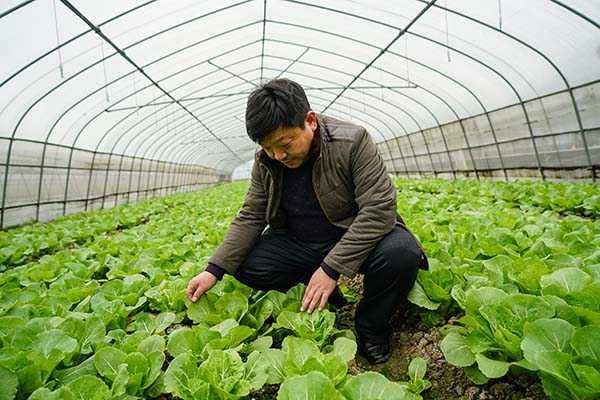 1月29日，江苏南京溧水区和凤镇乌飞塘村，路晓华在大棚里查看小白菜生长情况。