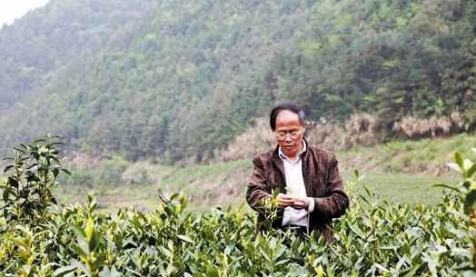 张友炯：建德茶业的带头人