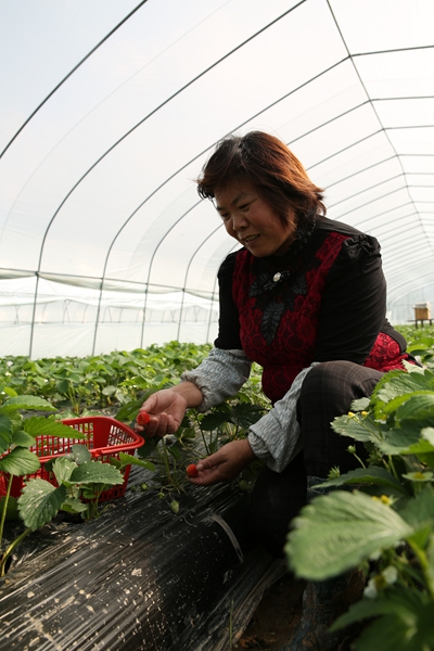 11月27日，榕江县车江大坝一个家庭农场里，农场主李伟良的妻子在采摘草莓。