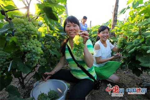 2015年5月26日，巧家县金塘镇双河村田坝村民小组农民邓永春与顾客一起在葡萄园里采摘葡萄。