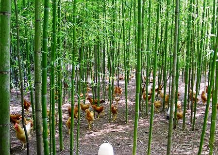 广西梧州：林下养鸡创业致富