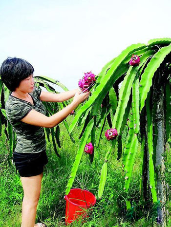 张晓庆在采摘火龙果。