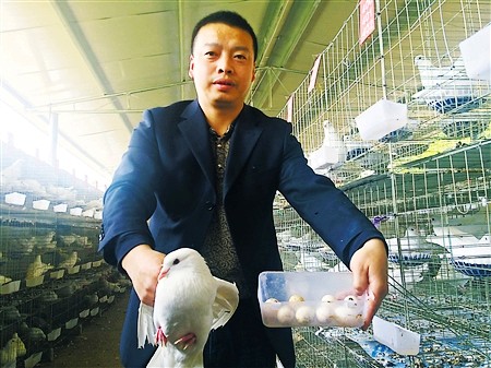 生态饲料养肉鸽 带动老区村民增收致富