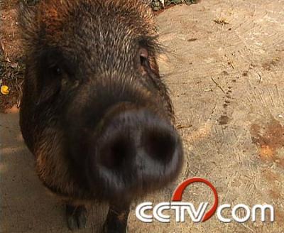 cctv致富经:在西双版纳养野猪