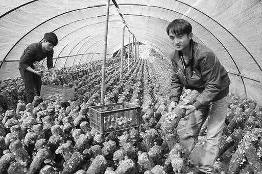 广西融安县：双胞胎兄弟种植食用菌致富