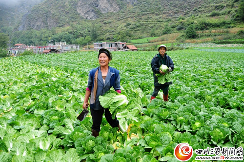 杂谷脑镇克增村村民王海明正组织人员对自家的第二季大白菜进行抢收