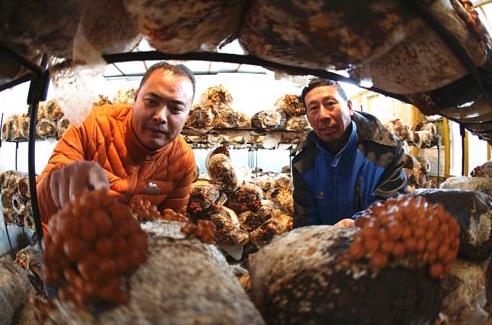 黑龙江绥滨县：小蘑菇撑起“致富伞”