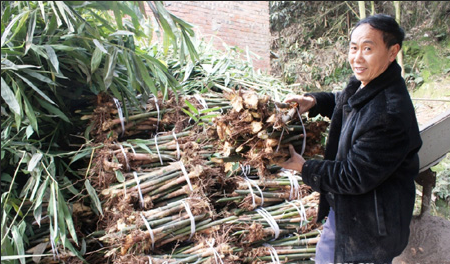 泸州：繁育竹苗卖“竹疙篼” 合面花甲老人年进60万