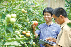 ↑看着长势良好的西红柿，李锋（左）的脸上挂满笑容。