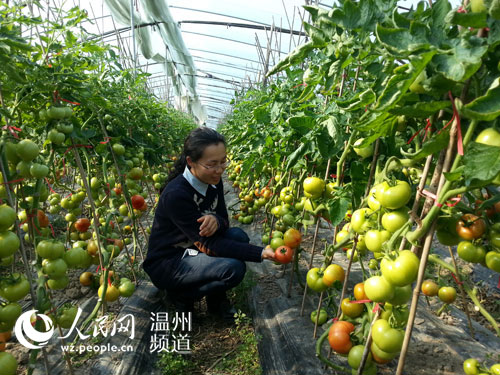 宰文珊在苍南马站培育的番茄新品种