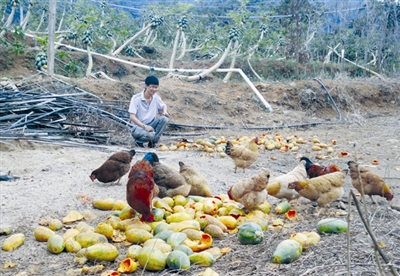 海南三亚：灾后抱团取暖瓜农合伙养鸡