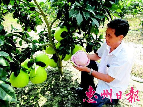 揭阳果农陈锡存扎根博罗20年种柚子