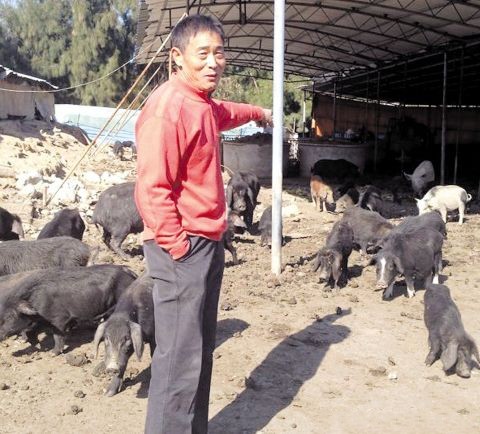浙江玉环出了个全省藏香猪养殖“大王”