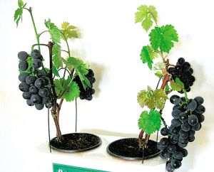 云南：“盆景葡萄”两个月卖3.5万盆
