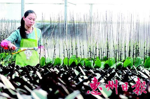 广东惠州市：跟着合作社种花木一年收入10万