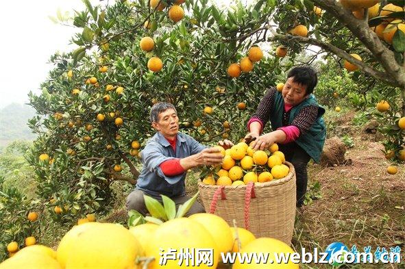 浙江崇仁镇：农民创业致富新模式 莲藕+泥鳅种植模式