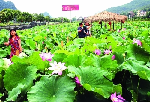广西荔浦：观光农业助农增收