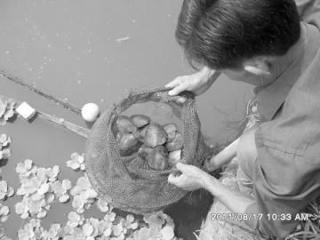 四川自贡市：养殖珍珠蚌 “懒人”也致富