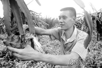 广西钟山县：返乡农民工开辟火龙果种植基地