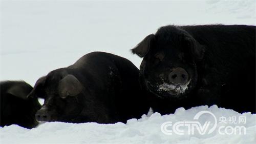 魏树波：林海雪原斗野猪《致富经》