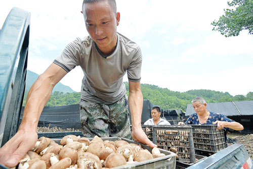 白朝乡马家村村民将刚采摘的香菇装车发往市场。