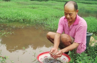 四川泸州“土专家”传经稻田养泥鳅