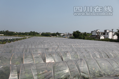 四川泸县龙桥百花洲葡萄熟了 40多个品种任选