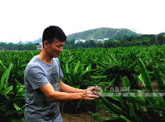 灵山霸王花成为农民增收的致富花