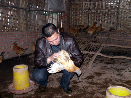 四川泸州：棉花坡民工返乡大搞林下养殖 林下鸡变成金凤凰