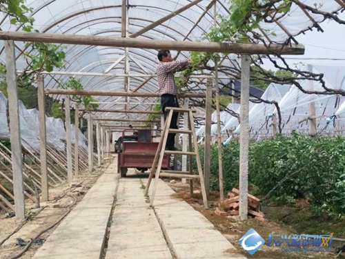 葡萄种植带头人蔡金方 带领村民齐致富