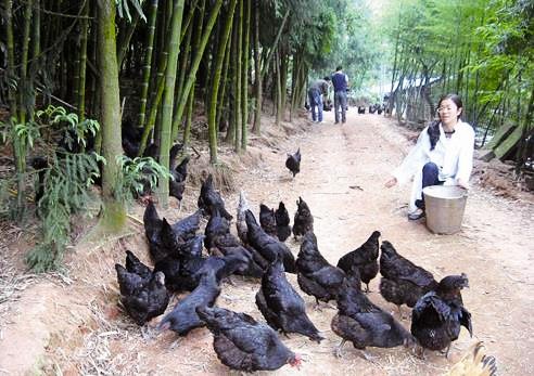 泸州一养鸡户卖乌鸡与众不同 鸡蛋才是主打