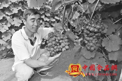 黑龙江肇东：“夏黑”葡萄错季上市效益好