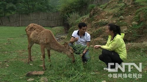 四川广元：政策宽路子多 朝天农民种藕致富