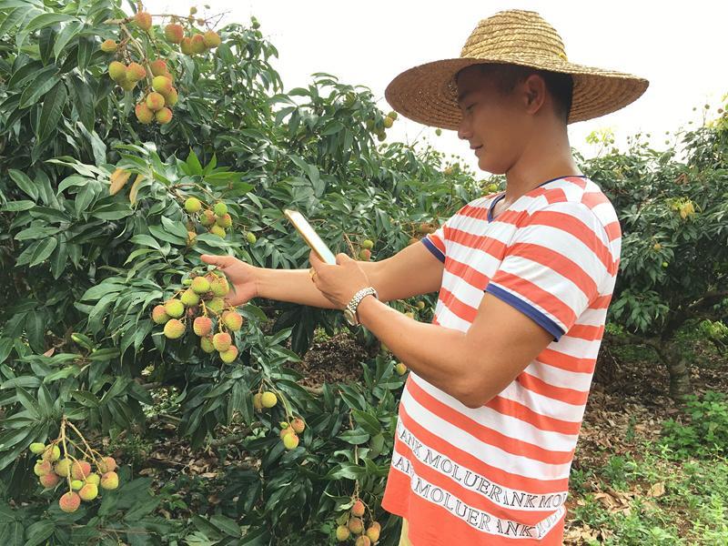 海南琼山荔枝产值4亿多元 成为农民致富增收一大重要产业