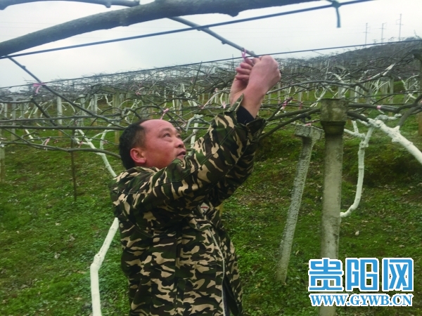 贵州贵阳：技术富农 万亩猕猴桃园孕育“致富果”