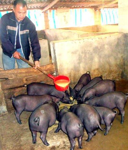 广西浦北农民新思路 人猪幸福又致富