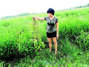 张晓庆说，遭雨水浸泡，香瓜苗都死了，地里如今长满杂草。