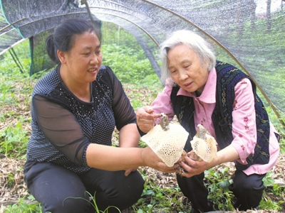 “长宁竹荪”获批国家地理标志保护产品