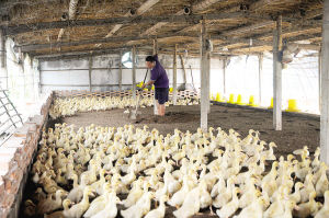 蓟县库区的养殖户正为鸭子铺“床垫”