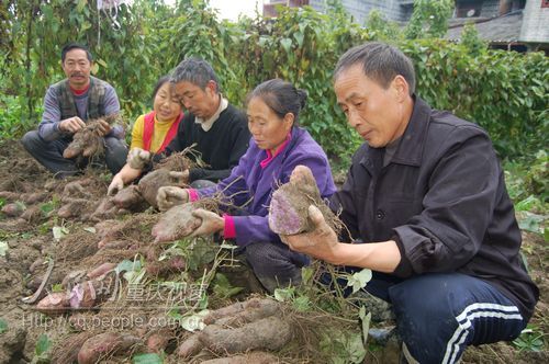 黔江：农民工联手种紫山药 人均年收入8万元