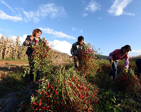 10月19日，宣威市务德镇农民在地里收割辣椒。