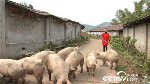 四川遂宁：倔媳妇为留丈夫去养猪《致富经》