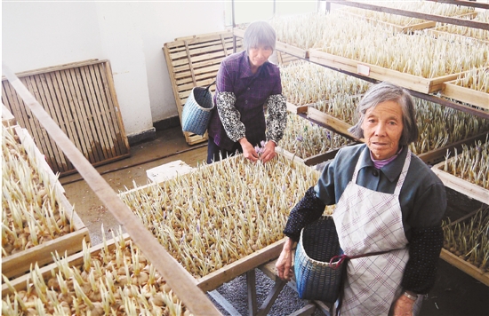 一株西红花开出致富路 缙云深山农民种植珍贵中药