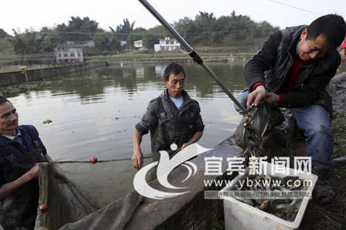 亩产值达5万元 “台湾泥鳅”江安丰收