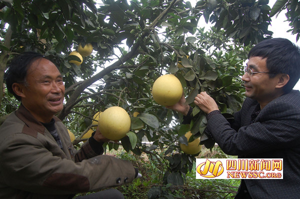 四川广安岳池县：老丁的柚子丰收了