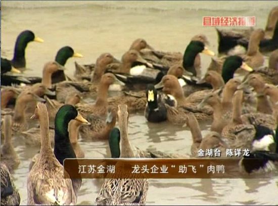 江苏金湖：龙头企业助飞肉鸭