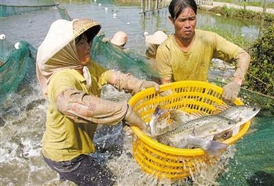 广东珠海市：海鲈养殖高手连续七年不亏的秘诀