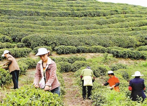 武隆白马镇豹岩村：发展茶产业带旺旅游业