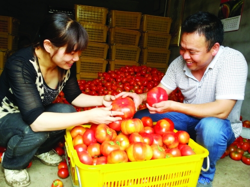 看到种出的西红柿基本是特级果，文平全夫妇乐得眉开眼笑。
