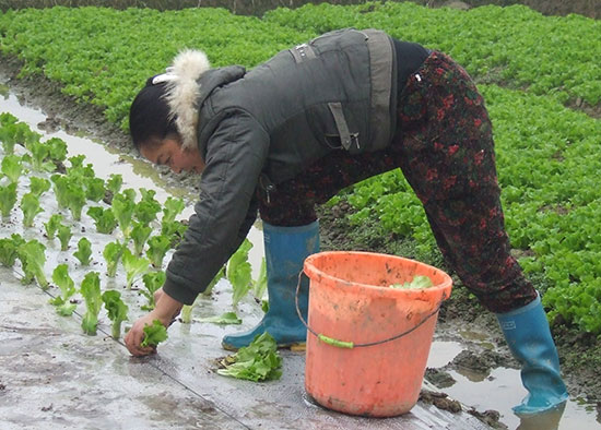 四川双流：种起“洋”生菜 农户好生财